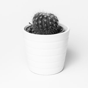 Sharbati Golden Sella Basmati Rice