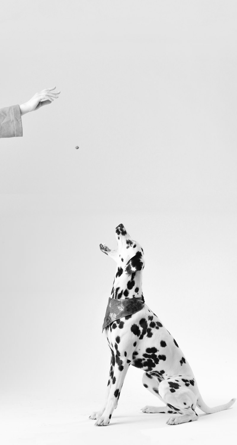 Sugandha Steam Basmati Rice